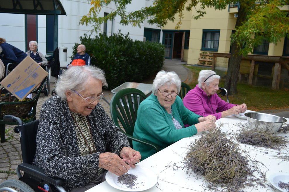 Damen beim Lavendelblüten zupfen