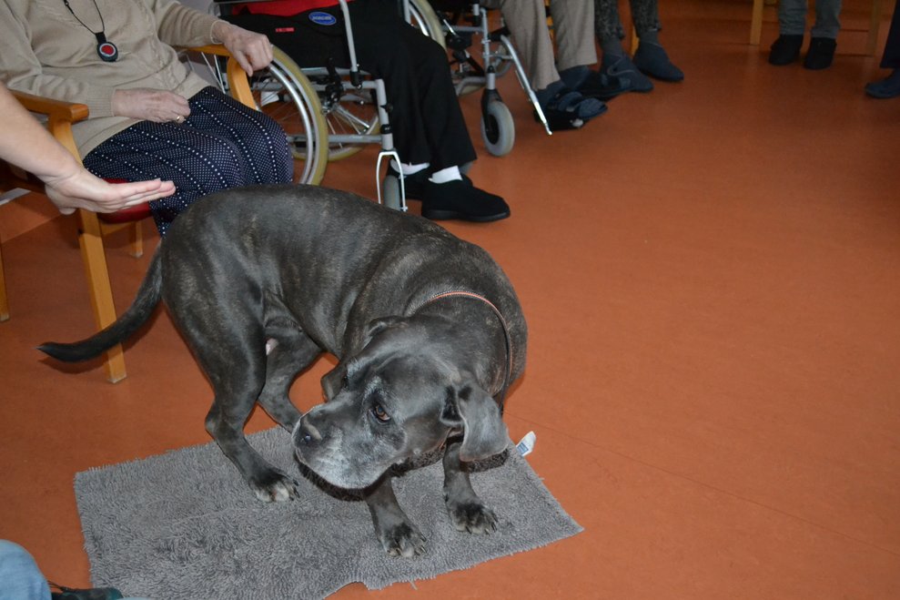 Hund spielt mit Menschen